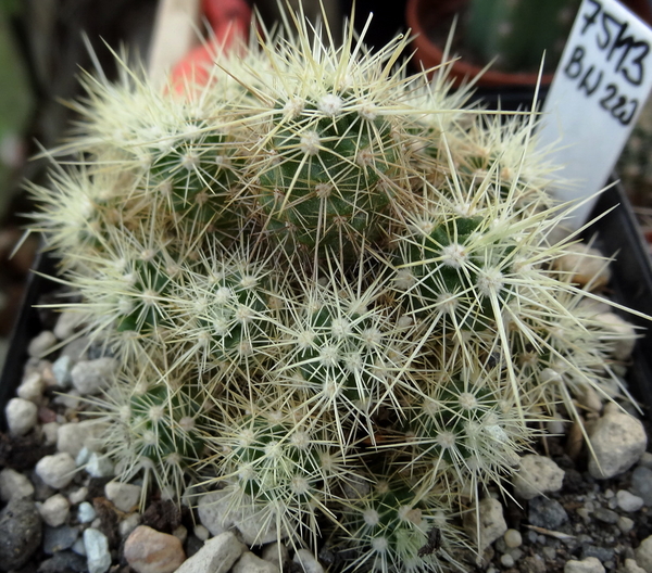 DSC06737Echinocereus klapperi BW 220