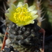 DSC06741Copiapoa tenuissima x hypogea