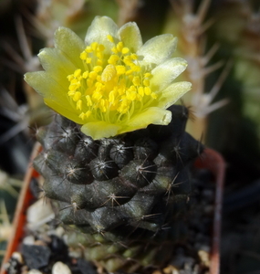 DSC06741Copiapoa tenuissima x hypogea