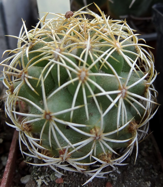 DSC06738Coryphantha erecta JPH 225