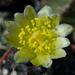 DSC06742Copiapoa tenuissima x hypogea