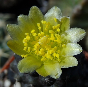 DSC06742Copiapoa tenuissima x hypogea