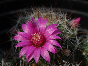 DSC06743Mammillaria glochidiata