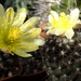 DSC06756Copiapoa tenuissima x hypogea