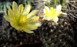 DSC06756Copiapoa tenuissima x hypogea