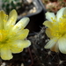 DSC06759Copiapoa tenuissima x hypogea