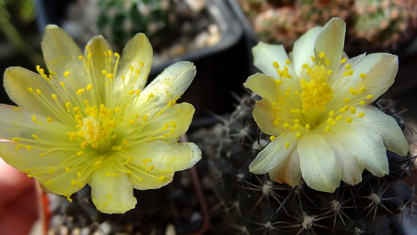 DSC06759Copiapoa tenuissima x hypogea