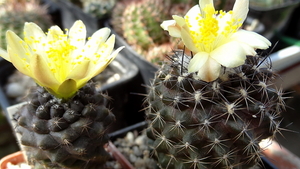 DSC06758Copiapoa tenuissima x hypogea