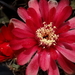 DSC06763Gymnocalycium baldianum