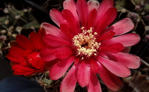 DSC06763Gymnocalycium baldianum