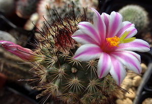 DSC06765Mammillaria blossfeldiana