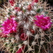 DSC06764Mammillaria polythele