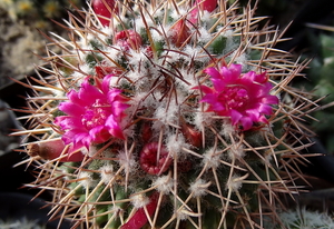 DSC06764Mammillaria polythele