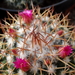 DSC06767Mammillaria polythele