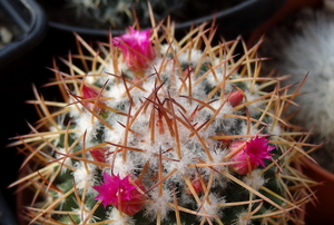 DSC06767Mammillaria polythele