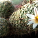 DSC06768Mammillaria hutchisoniana ssp. louisae