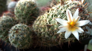 DSC06768Mammillaria hutchisoniana ssp. louisae