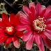 DSC06771Gymnocalycium baldianum