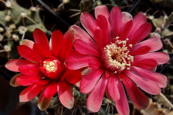 DSC06771Gymnocalycium baldianum