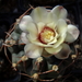 DSC06772Gymnocalycium hyb. stellatum & vatterii