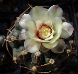 DSC06772Gymnocalycium hyb. stellatum & vatterii