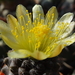 DSC06775Copiapoa tenuissima x hypogea