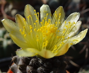 DSC06775Copiapoa tenuissima x hypogea