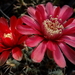 DSC06774Gymnocalycium baldianum