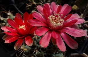 DSC06774Gymnocalycium baldianum