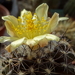 DSC06776Copiapoa tenuissima x hypogea