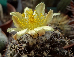 DSC06776Copiapoa tenuissima x hypogea