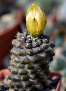 DSC_0063Copiapoa tenuissima x hypogea