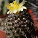 DSC_0062Copiapoa tenuissima x hypogea