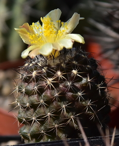 DSC_0062Copiapoa tenuissima x hypogea