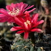 DSC_0100Gymnocalycium baldianum