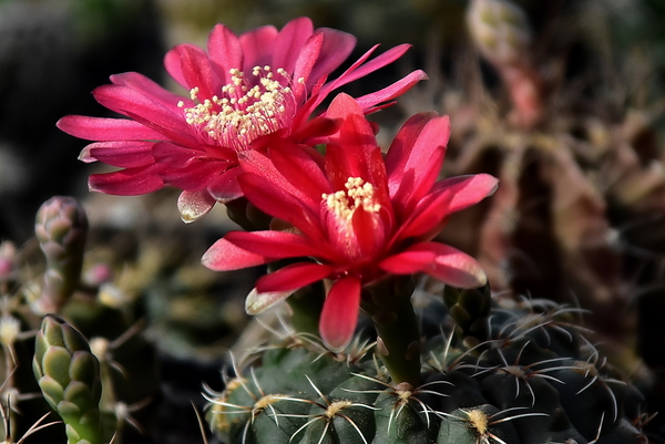 DSC_0100Gymnocalycium baldianum