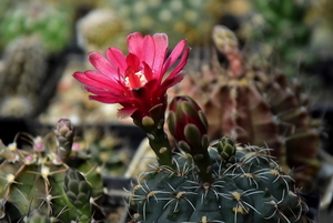 DSC_0099Gymnocalycium baldianum