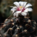 DSC_0103Gymnocalycium hyb. stellatum & vatterii