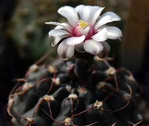 DSC_0103Gymnocalycium hyb. stellatum & vatterii