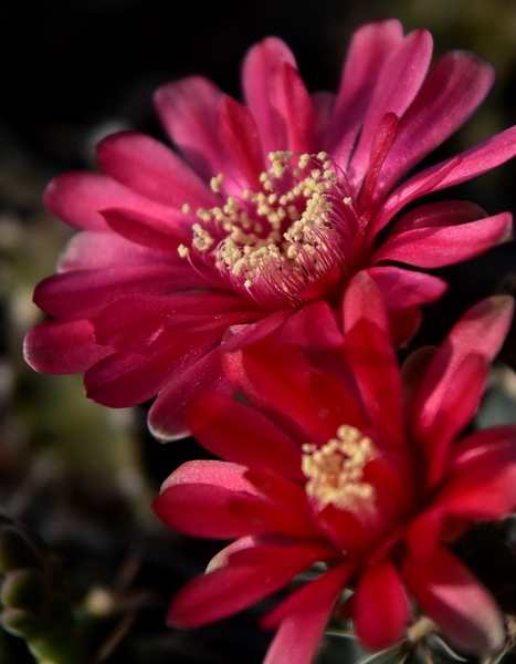 DSC_0105Gymnocalycium baldianum