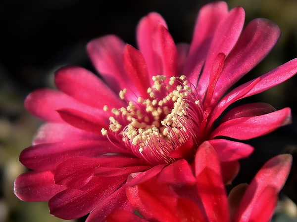 DSC_0106aGymnocalycium baldianum