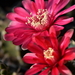 DSC_0106Gymnocalycium baldianum