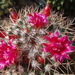 DSC06810Mammillaria polythele