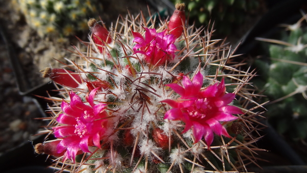 DSC06810Mammillaria polythele