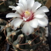 DSC06811Gymnocalycium hyb. stellatum & vatterii