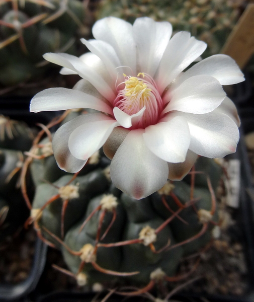 DSC06811Gymnocalycium hyb. stellatum & vatterii