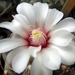 DSC06812Gymnocalycium hyb. stellatum & vatterii