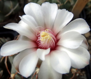 DSC06812Gymnocalycium hyb. stellatum & vatterii