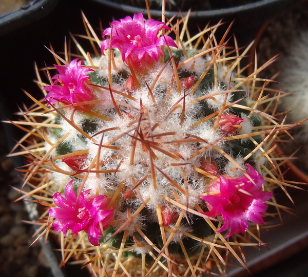 DSC06815Mammillaria polythele