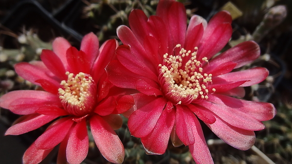 DSC06813Gymnocalycium baldianum